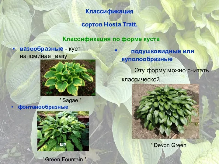 Классификация сортов Hosta Tratt. Классификация по форме куста вазообразные - куст