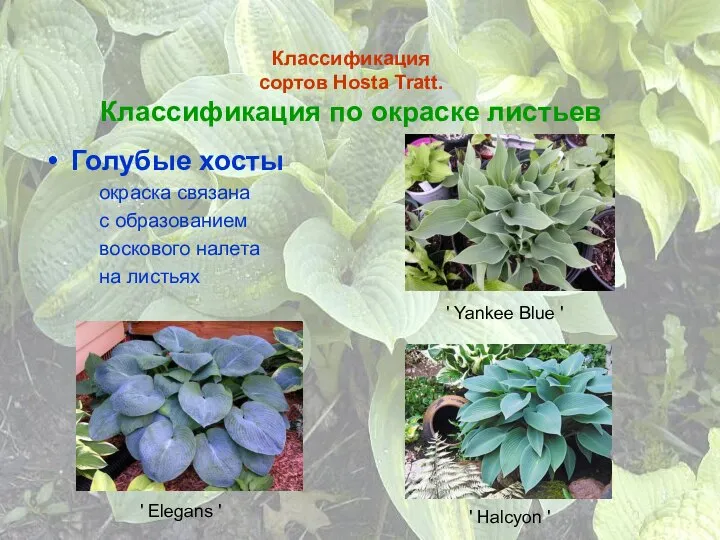 Классификация сортов Hosta Tratt. Классификация по окраске листьев Голубые хосты окраска