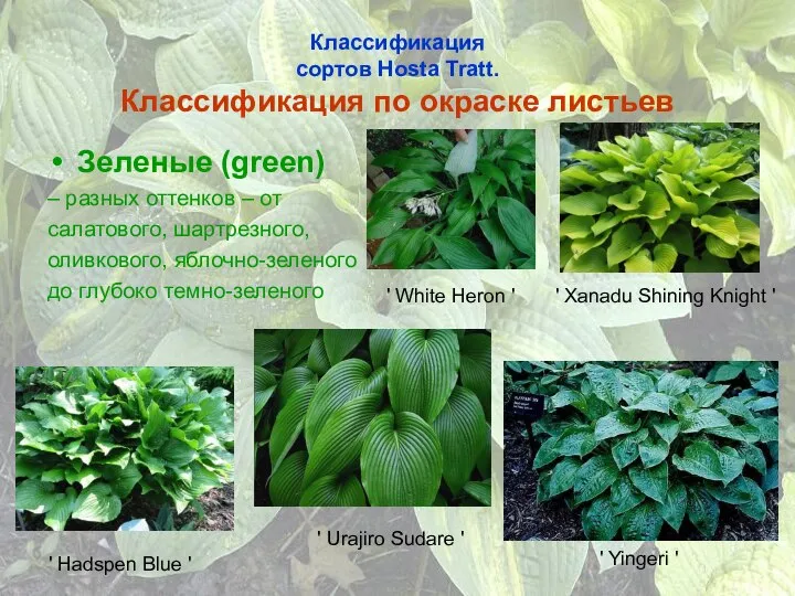 Классификация сортов Hosta Tratt. Классификация по окраске листьев Зеленые (green) –