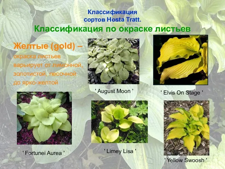 Классификация сортов Hosta Tratt. Классификация по окраске листьев Желтые (gold) –