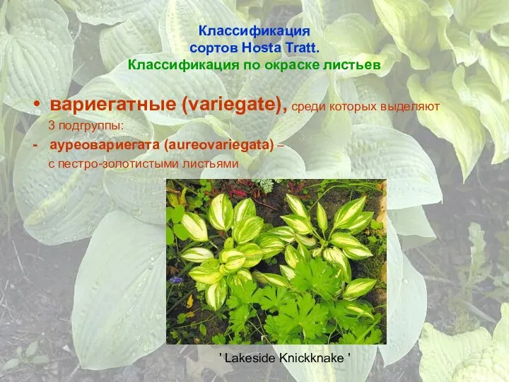 Классификация сортов Hosta Tratt. Классификация по окраске листьев вариегатные (variegate), среди