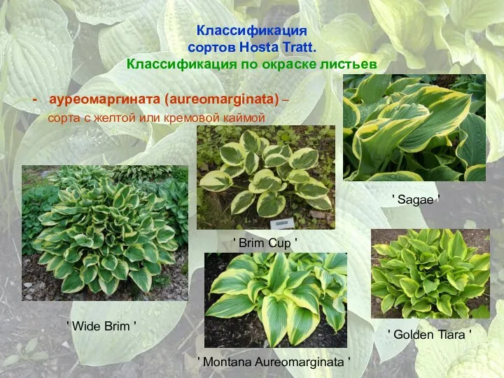 Классификация сортов Hosta Tratt. Классификация по окраске листьев ауреомаргината (aureomarginata) –