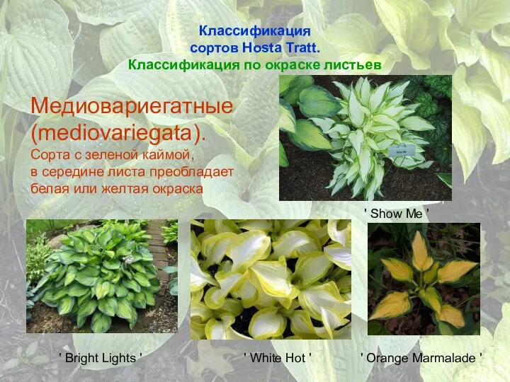 Классификация сортов Hosta Tratt. Классификация по окраске листьев Медиовариегатные (mediovariegata). Сорта