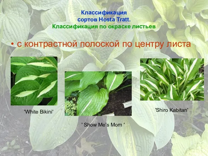 Классификация сортов Hosta Tratt. Классификация по окраске листьев с контрастной полоской