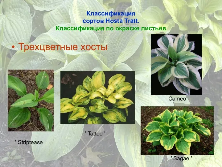 Классификация сортов Hosta Tratt. Классификация по окраске листьев Трехцветные хосты '