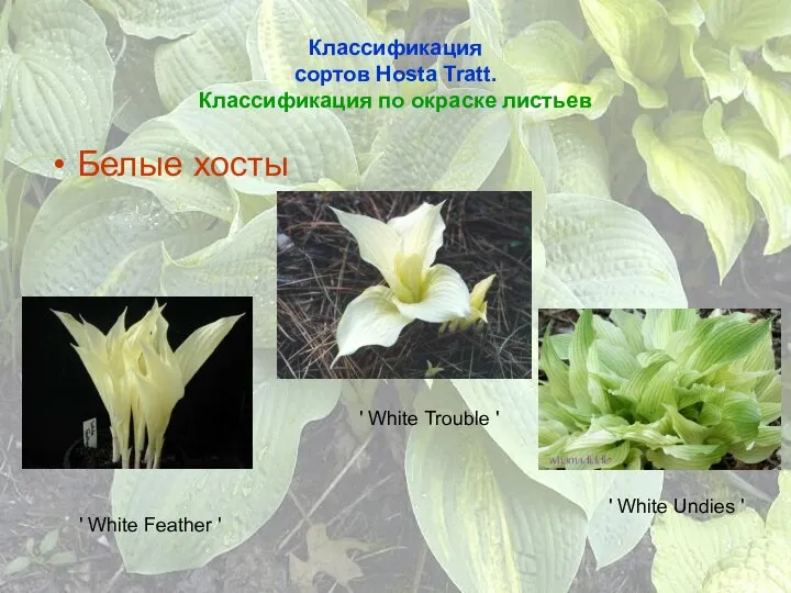 Классификация сортов Hosta Tratt. Классификация по окраске листьев Белые хосты '