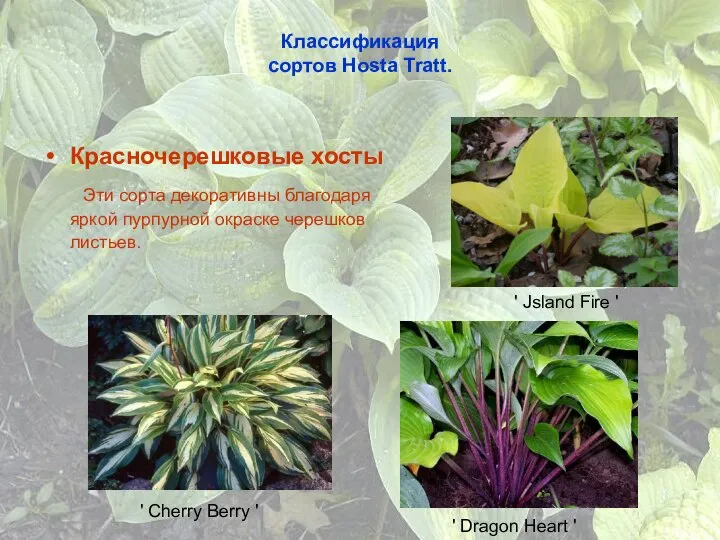 Классификация сортов Hosta Tratt. Красночерешковые хосты Эти сорта декоративны благодаря яркой