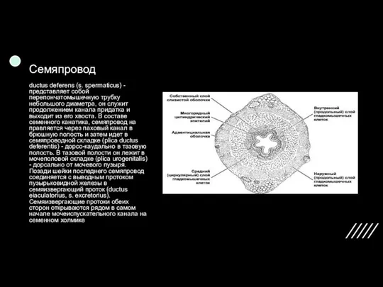 Семяпровод ductus deferens (s. spermati­cus) - представляет собой перепончатомышечную трубку небольшого