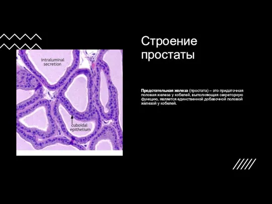 Строение простаты Предстательная железа (простата) – это придаточная половая железа у