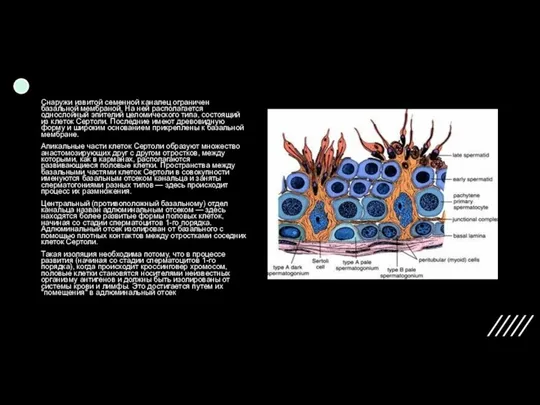 Снаружи извитой семенной каналец ограничен базальной мембраной. На ней располагается однослойный