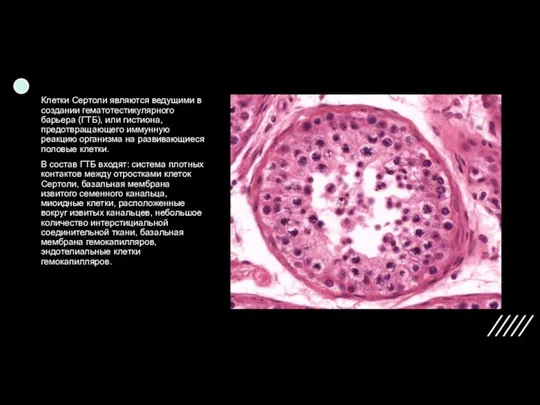 Клетки Сертоли являются ведущими в создании гематотестикулярного барьера (ГТБ), или гистиона,