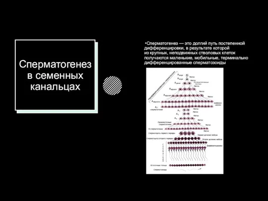 Сперматогенез в семенных канальцах Сперматогенез — это долгий путь постепенной дифференцировки,