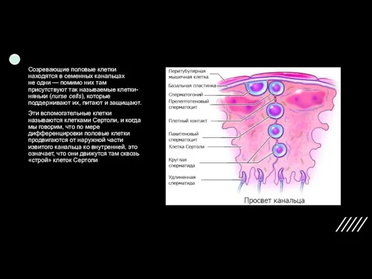 Созревающие половые клетки находятся в семенных канальцах не одни — помимо