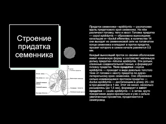 Строение придатка семенника Придаток семенника—epididymis — расположен вдоль придаткового края семенника.