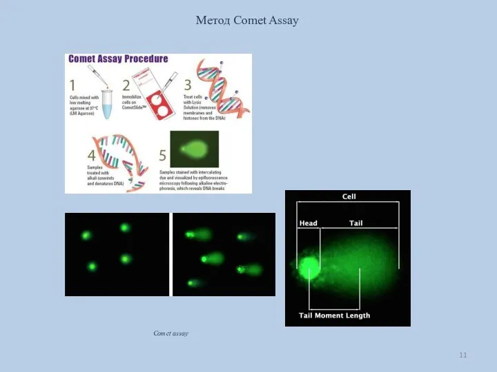 Метод Comet Assay Comet assay