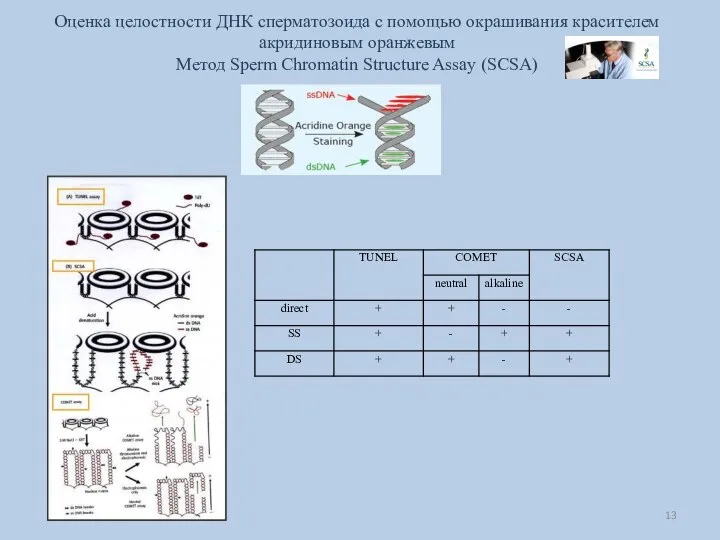 Оценка целостности ДНК сперматозоида с помощью окрашивания красителем акридиновым оранжевым Метод Sperm Chromatin Structure Assay (SCSA)