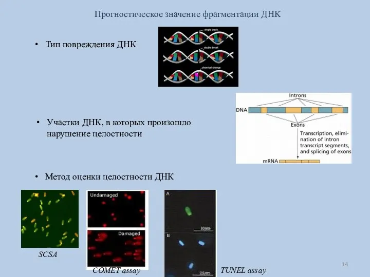 Прогностическое значение фрагментации ДНК Тип повреждения ДНК Участки ДНК, в которых