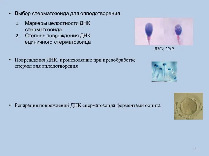 Выбор сперматозоида для оплодотворения Маркеры целостности ДНК сперматозоида Степень повреждения ДНК