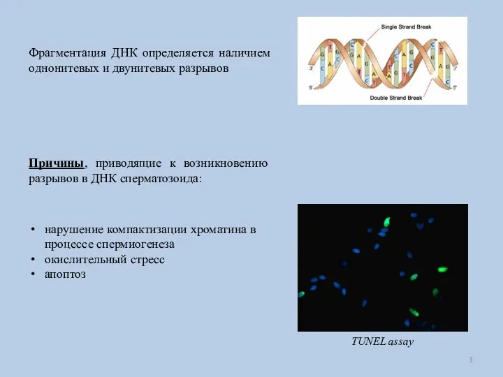 Фрагментация ДНК определяется наличием однонитевых и двунитевых разрывов Причины, приводящие к