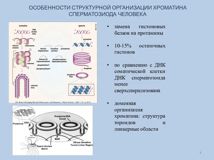 ОСОБЕННОСТИ СТРУКТУРНОЙ ОРГАНИЗАЦИИ ХРОМАТИНА СПЕРМАТОЗИОДА ЧЕЛОВЕКА замена гистоновых белков на протамины