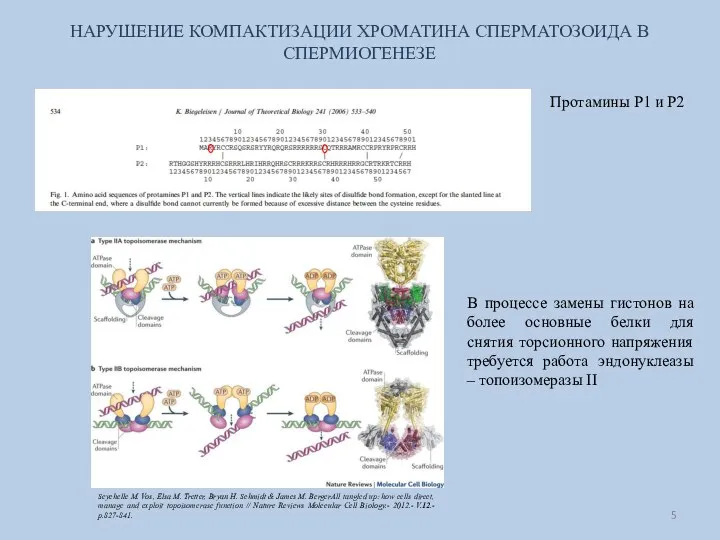 НАРУШЕНИЕ КОМПАКТИЗАЦИИ ХРОМАТИНА СПЕРМАТОЗОИДА В СПЕРМИОГЕНЕЗЕ В процессе замены гистонов на