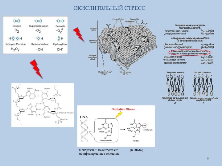 ОКИСЛИТЕЛЬНЫЙ СТРЕСС 8-гидрокси-2’деоксигуанозин (8-OHdG) – модифицированное основание