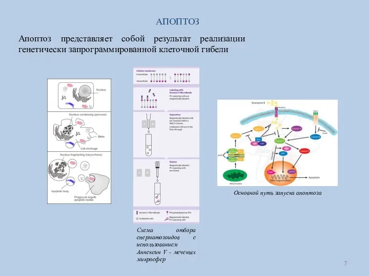 АПОПТОЗ Апоптоз представляет собой результат реализации генетически запрограммированной клеточной гибели Схема