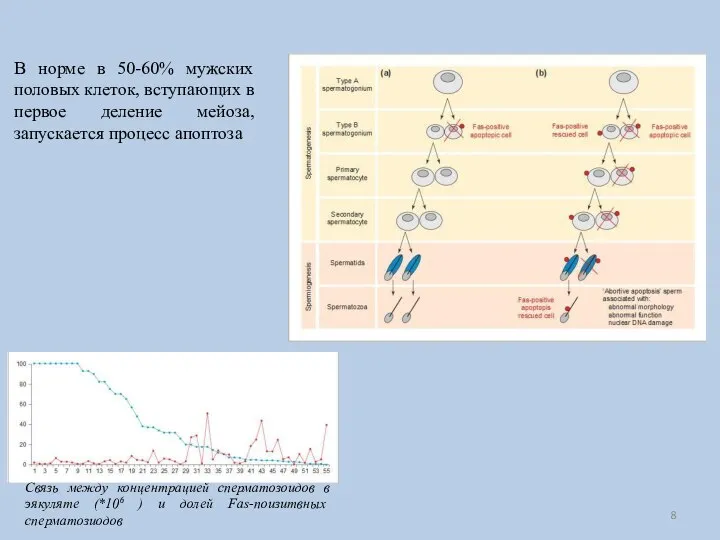 В норме в 50-60% мужских половых клеток, вступающих в первое деление