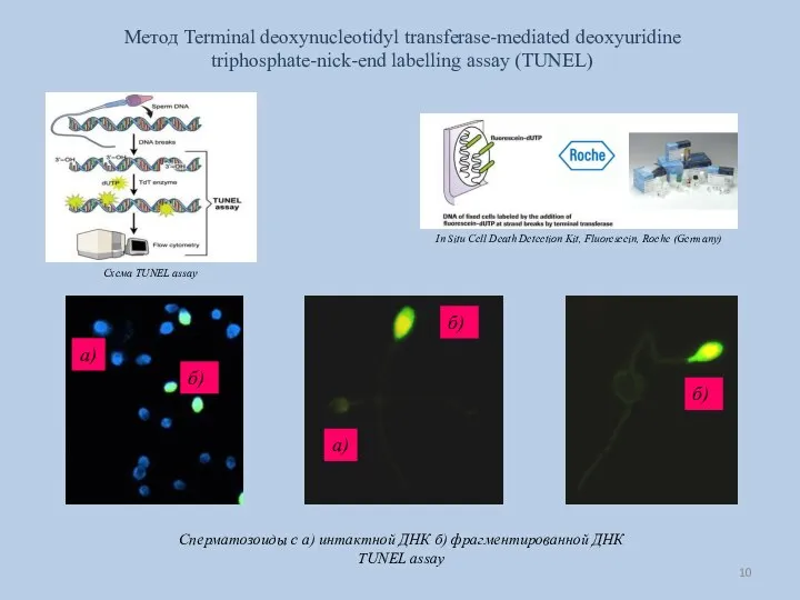 Метод Terminal deoxynucleotidyl transferase-mediated deoxyuridine triphosphate-nick-end labelling assay (TUNEL) Сперматозоиды с