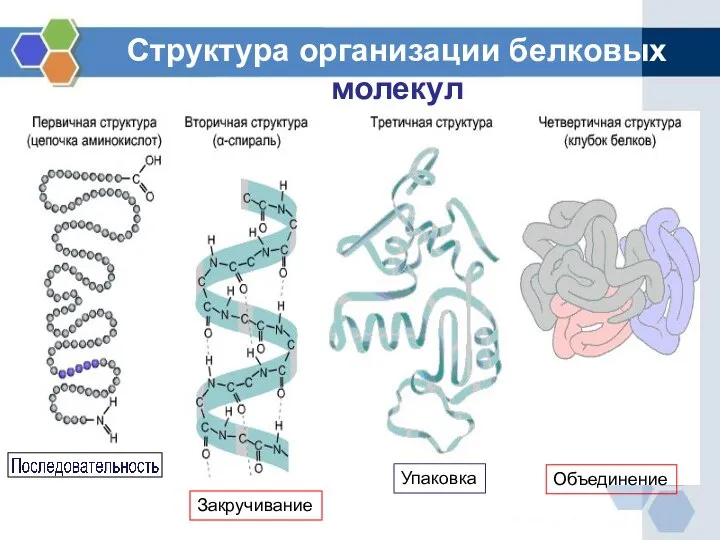 Структура организации белковых молекул Упаковка Закручивание Объединение