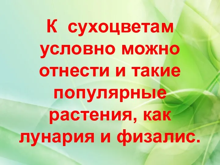 К сухоцветам условно можно отнести и такие популярные растения, как лунария и физалис.