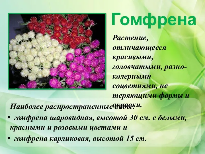 Гомфрена Наиболее распространенные виды: гомфрена шаровидная, высотой 30 см. с белыми,