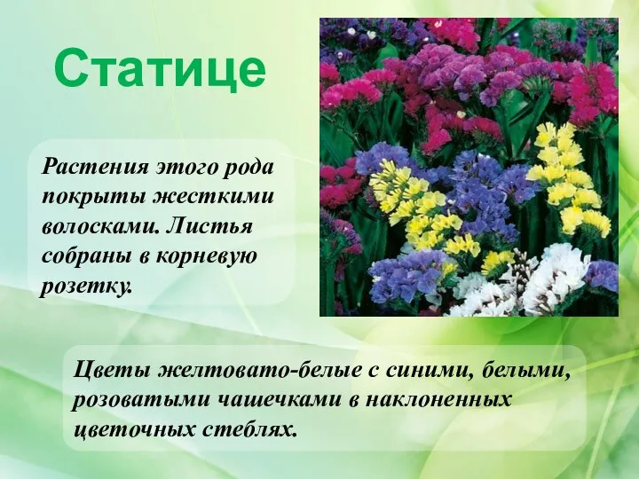 Статице Растения этого рода покрыты жесткими волосками. Листья собраны в корневую