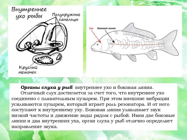 Органы слуха у рыб: внутреннее ухо и боковая линия. Отличный слух