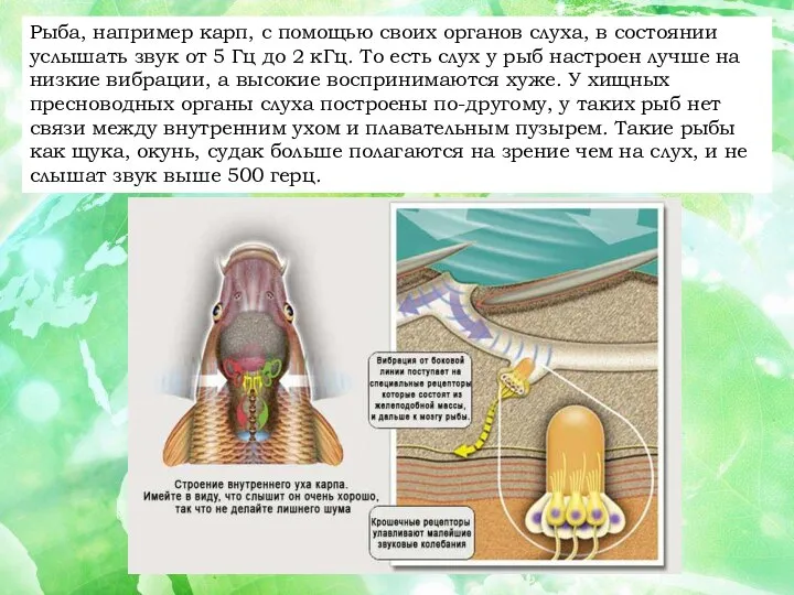 Рыба, например карп, с помощью своих органов слуха, в состоянии услышать