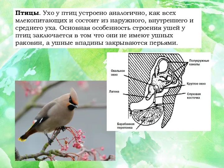 Птицы. Ухо у птиц устроено аналогично, как всех млекопитающих и состоит