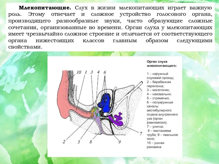 Какой орган слуха у млекопитающих