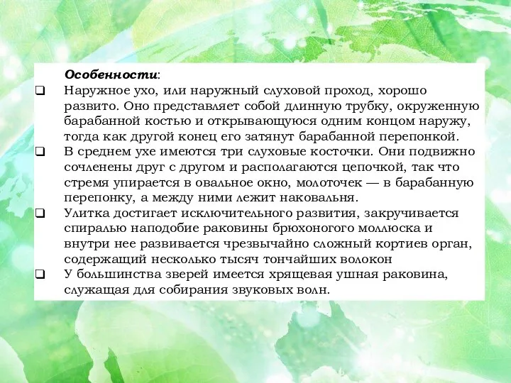 Особенности: Наружное ухо, или наружный слуховой проход, хорошо развито. Оно представляет