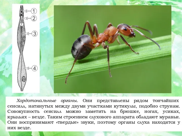 Хордотональные органы. Они представлены рядом тончайших сенсилл, натянутых между двумя участками