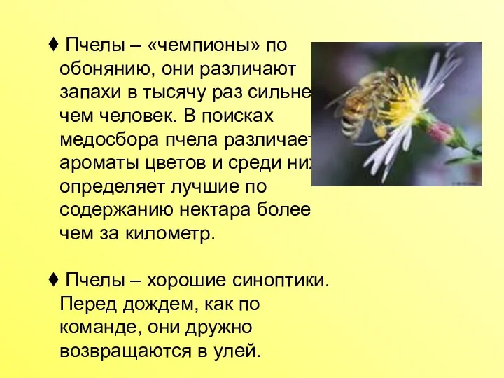 Пчелы – «чемпионы» по обонянию, они различают запахи в тысячу раз