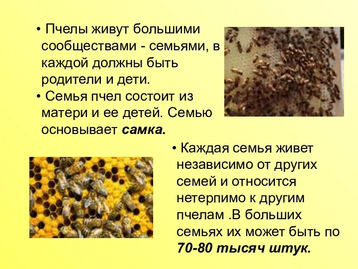 Пчелы живут большими сообществами - семьями, в каждой должны быть родители