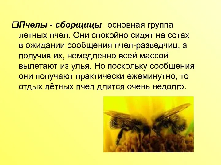 Пчелы - сборщицы - основная группа летных пчел. Они спокойно сидят