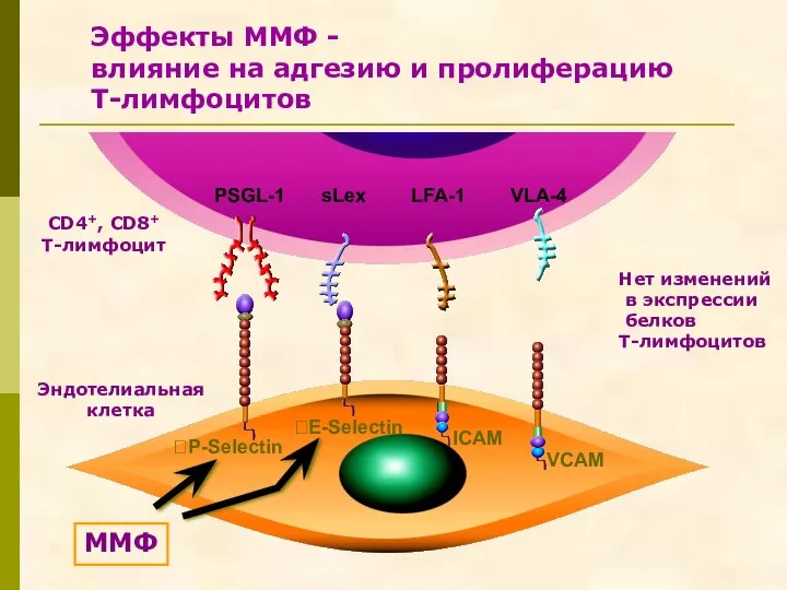 Эффекты ММФ - влияние на адгезию и пролиферацию Т-лимфоцитов CD4+, CD8+