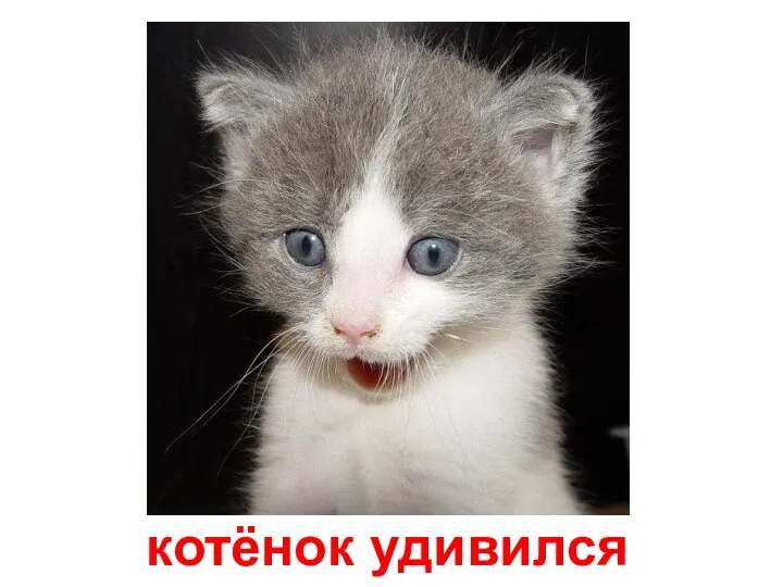 котёнок удивился