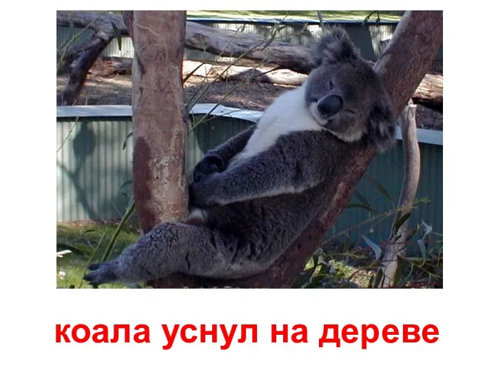 коала уснул на дереве