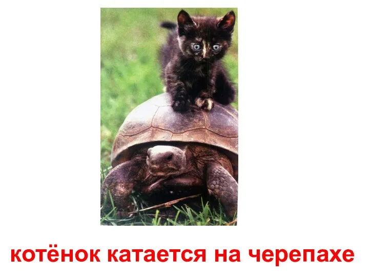 котёнок катается на черепахе