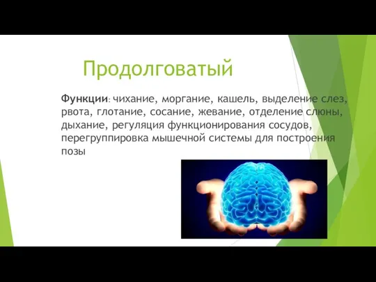 Продолговатый Функции: чихание, моргание, кашель, выделение слез, рвота, глотание, сосание, жевание,