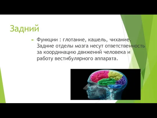 Задний Функции : глотание, кашель, чихание. Задние отделы мозга несут ответственность