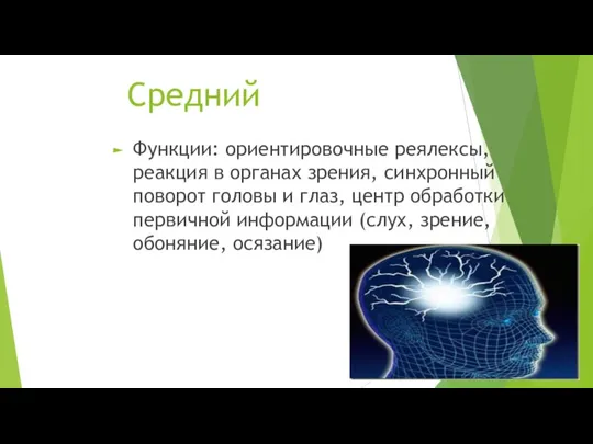 Средний Функции: ориентировочные реялексы, реакция в органах зрения, синхронный поворот головы