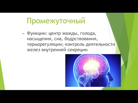 Промежуточный Функции: центр жажды, голода, насыщения, сна, бодрствования, терморегуляции; контроль деятельности желез внутренней секреции